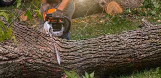 Best Tree Trimming and Pruning  in Attica, MI