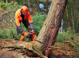 How Our Tree Care Process Works  in  Attica, MI