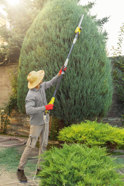 Best Fruit Tree Pruning  in Attica, MI